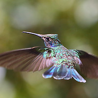 Buy canvas prints of Hummingbird by Carole-Anne Fooks