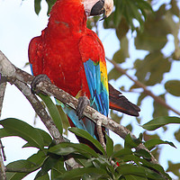 Buy canvas prints of Scarlet Macaw by Carole-Anne Fooks