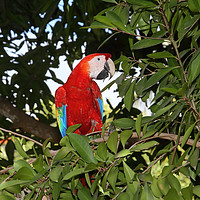 Buy canvas prints of Scarlet Macaw by Carole-Anne Fooks