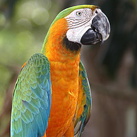 Buy canvas prints of Harlequin Macaw by Carole-Anne Fooks