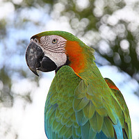 Buy canvas prints of Harlequin Macaw Portrait by Carole-Anne Fooks