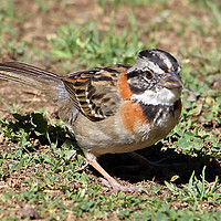 Buy canvas prints of Rufous-collared Sparrow by Carole-Anne Fooks