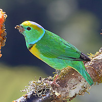 Buy canvas prints of Golden-browed Chlorophonia by Carole-Anne Fooks