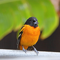 Buy canvas prints of Baltimore Oriole by Carole-Anne Fooks