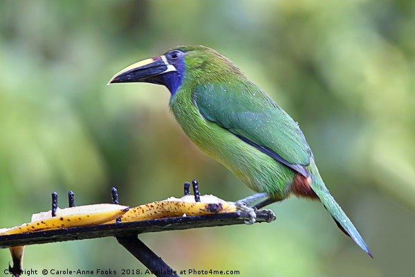 Blue-throated Toucanet Picture Board by Carole-Anne Fooks