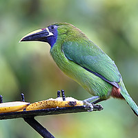 Buy canvas prints of Blue-throated Toucanet by Carole-Anne Fooks