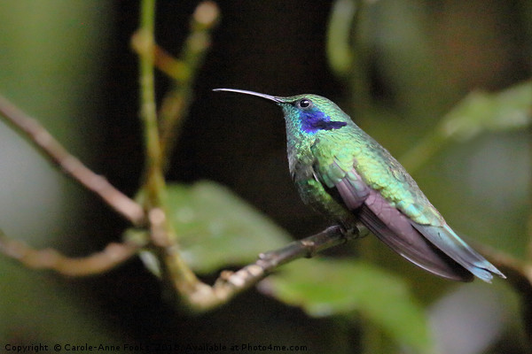 Green Violetear Hummingbird Picture Board by Carole-Anne Fooks