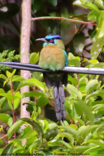 Blue-crowned Motmot Picture Board by Carole-Anne Fooks