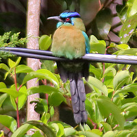 Buy canvas prints of Blue-crowned Motmot by Carole-Anne Fooks