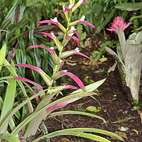 Buy canvas prints of Bromeliads by Carole-Anne Fooks