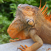 Buy canvas prints of Male Green Iguana by Carole-Anne Fooks