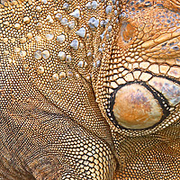 Buy canvas prints of Abstract of Male Green Iguana Skin by Carole-Anne Fooks