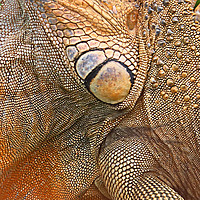 Buy canvas prints of Abstract of Male Green Iguana Skin by Carole-Anne Fooks