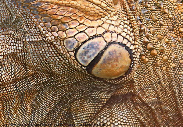 Abstract of Male Green Iguana Skin Picture Board by Carole-Anne Fooks