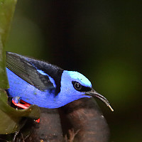 Buy canvas prints of Red-legged Honeycreeper  by Carole-Anne Fooks