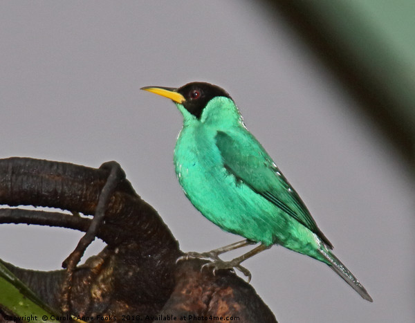 Green Honeycreeper Picture Board by Carole-Anne Fooks