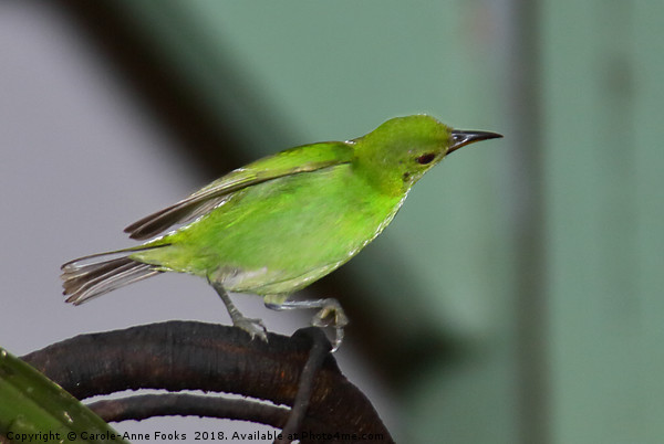 Green Honeycreeper Picture Board by Carole-Anne Fooks