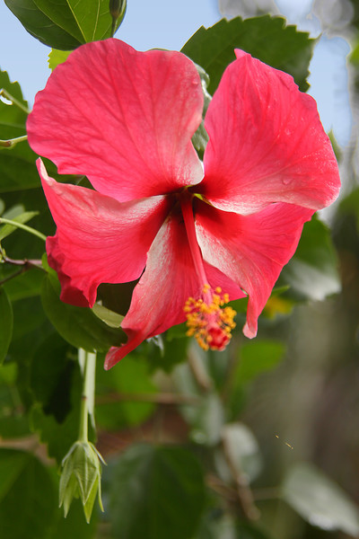 Red Hibiscus Picture Board by Carole-Anne Fooks