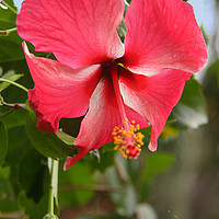 Buy canvas prints of Red Hibiscus by Carole-Anne Fooks