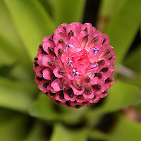 Buy canvas prints of Bromeliad by Carole-Anne Fooks