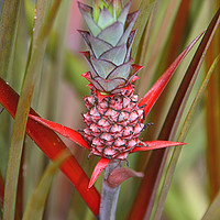 Buy canvas prints of Bromeliad by Carole-Anne Fooks
