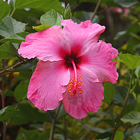 Buy canvas prints of Pink Hibiscus by Carole-Anne Fooks