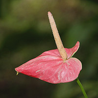 Buy canvas prints of Anthurium by Carole-Anne Fooks