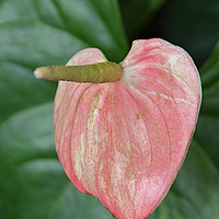 Buy canvas prints of Anthurium  by Carole-Anne Fooks