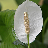 Buy canvas prints of Peace Lily  by Carole-Anne Fooks
