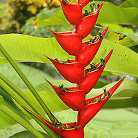 Buy canvas prints of An Exotic Heliconia by Carole-Anne Fooks
