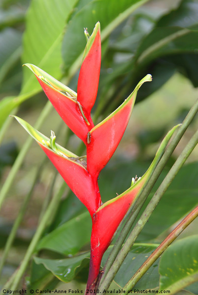 An Exotic Heliconia   Picture Board by Carole-Anne Fooks