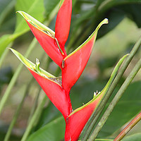 Buy canvas prints of An Exotic Heliconia   by Carole-Anne Fooks
