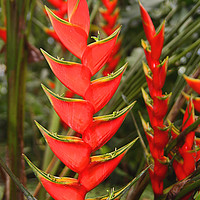 Buy canvas prints of An Exotic Heliconia    by Carole-Anne Fooks