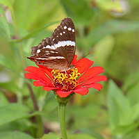 Buy canvas prints of Zinnia with Butterfly by Carole-Anne Fooks