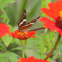 Buy canvas prints of Zinnias with Butterfly by Carole-Anne Fooks