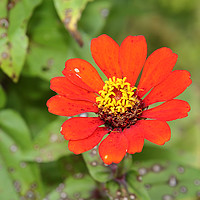 Buy canvas prints of Zinnia  by Carole-Anne Fooks