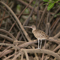 Buy canvas prints of Whimbrel by Carole-Anne Fooks