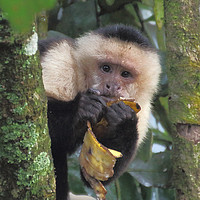 Buy canvas prints of White-faced Capuchin by Carole-Anne Fooks