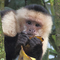 Buy canvas prints of White-faced Capuchin Portrait by Carole-Anne Fooks