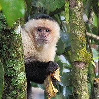 Buy canvas prints of White-faced Capuchin  by Carole-Anne Fooks