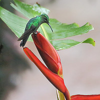 Buy canvas prints of Scaly-breasted Hummingbird by Carole-Anne Fooks