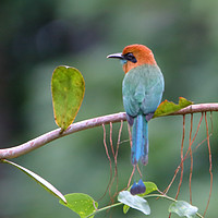 Buy canvas prints of Rufous Motmot by Carole-Anne Fooks