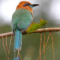 Buy canvas prints of Rufous Motmot  by Carole-Anne Fooks