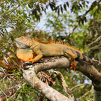 Buy canvas prints of Male Green Iguana by Carole-Anne Fooks