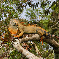 Buy canvas prints of Green Iguana Costa Rica  by Carole-Anne Fooks