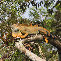 Buy canvas prints of Male Green Iguana  by Carole-Anne Fooks