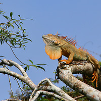 Buy canvas prints of Male Green Iguana   by Carole-Anne Fooks