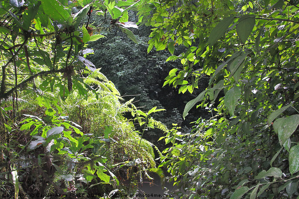 Rain Forest Costa Rica Picture Board by Carole-Anne Fooks