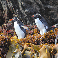Buy canvas prints of Snares Crested Penguins by Carole-Anne Fooks