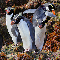 Buy canvas prints of Snares Crested Penguins  by Carole-Anne Fooks